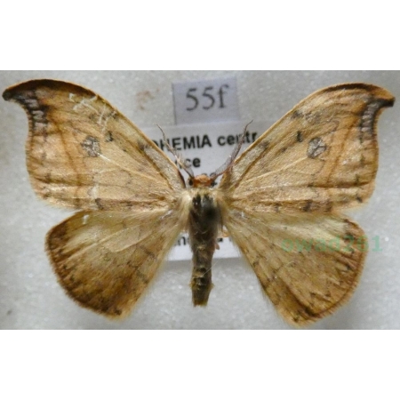 Drepana falcataria (Linnaeus, 1758) male Wycinka sierpianka Czech55f